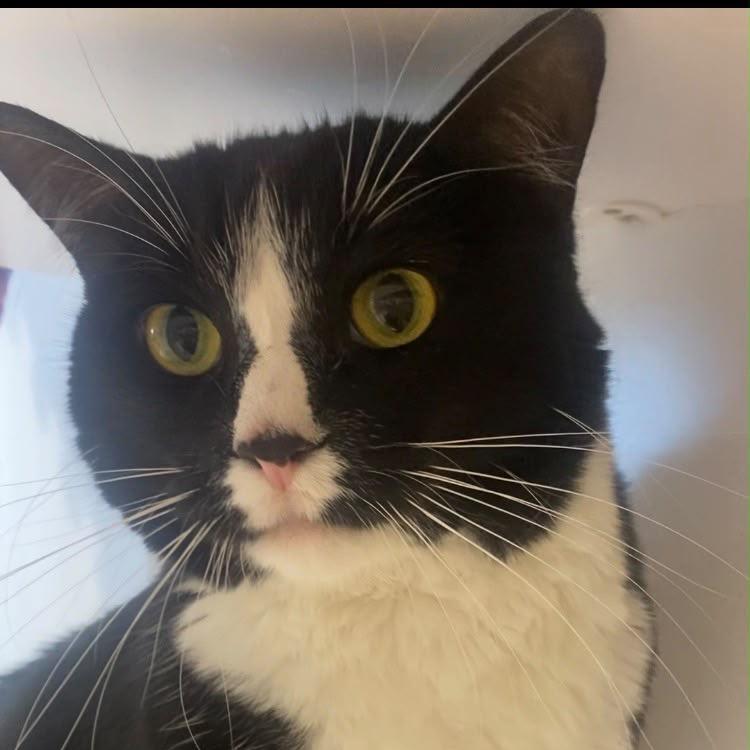 Harriet, Adoptable, Adult Female Domestic Short Hair.