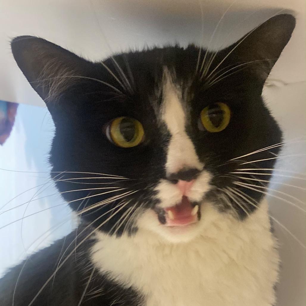 Enlarge Harriet, a Adoptable Domestic Short Hair in Temecula, CA image 2/3