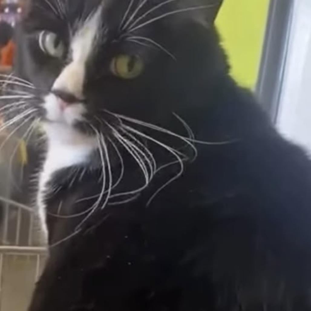 Enlarge Harriet, a Adoptable Domestic Short Hair in Temecula, CA image 2/3