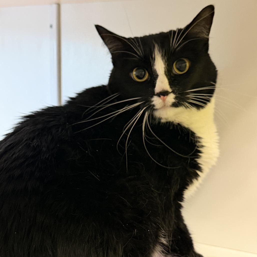Enlarge Harriet, a Adoptable Domestic Short Hair in Temecula, CA image 3/3