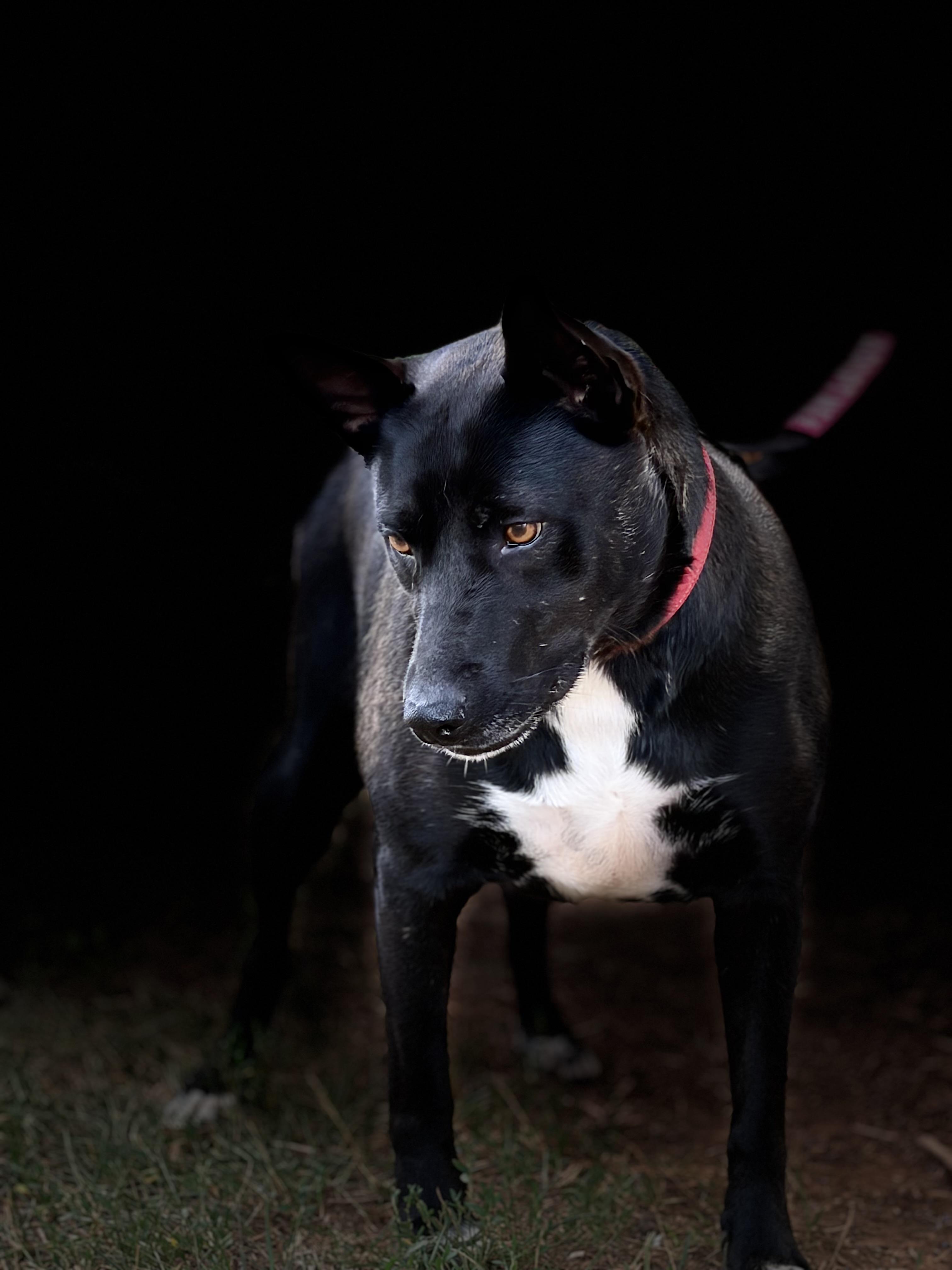 Zany, ADOPTABLE, Adult Female American Staffordshire Terrier & Australian Cattle Dog / Blue Heeler.
