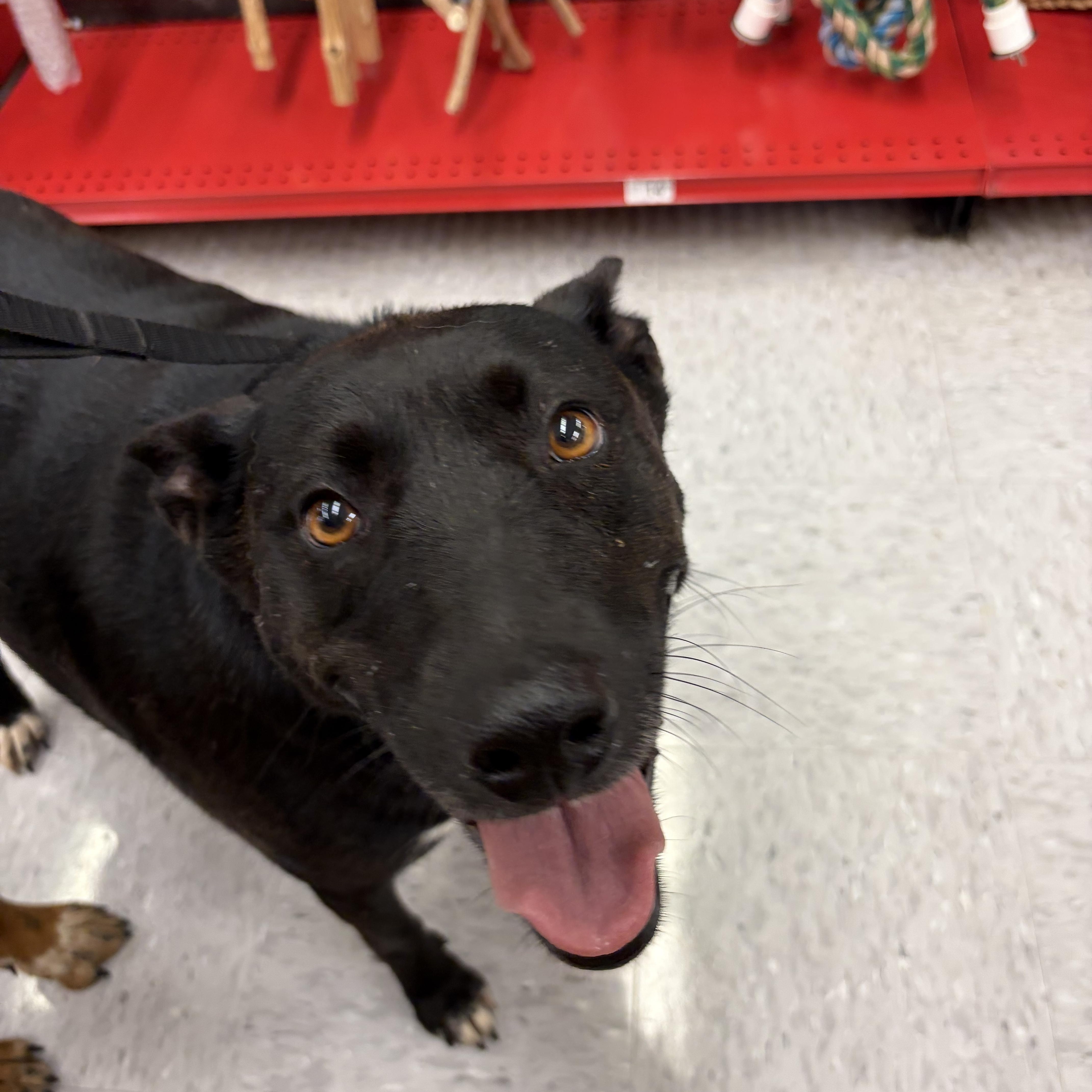 Zany, a ADOPTABLE mixed breed in Warrenton, VA image 4/6