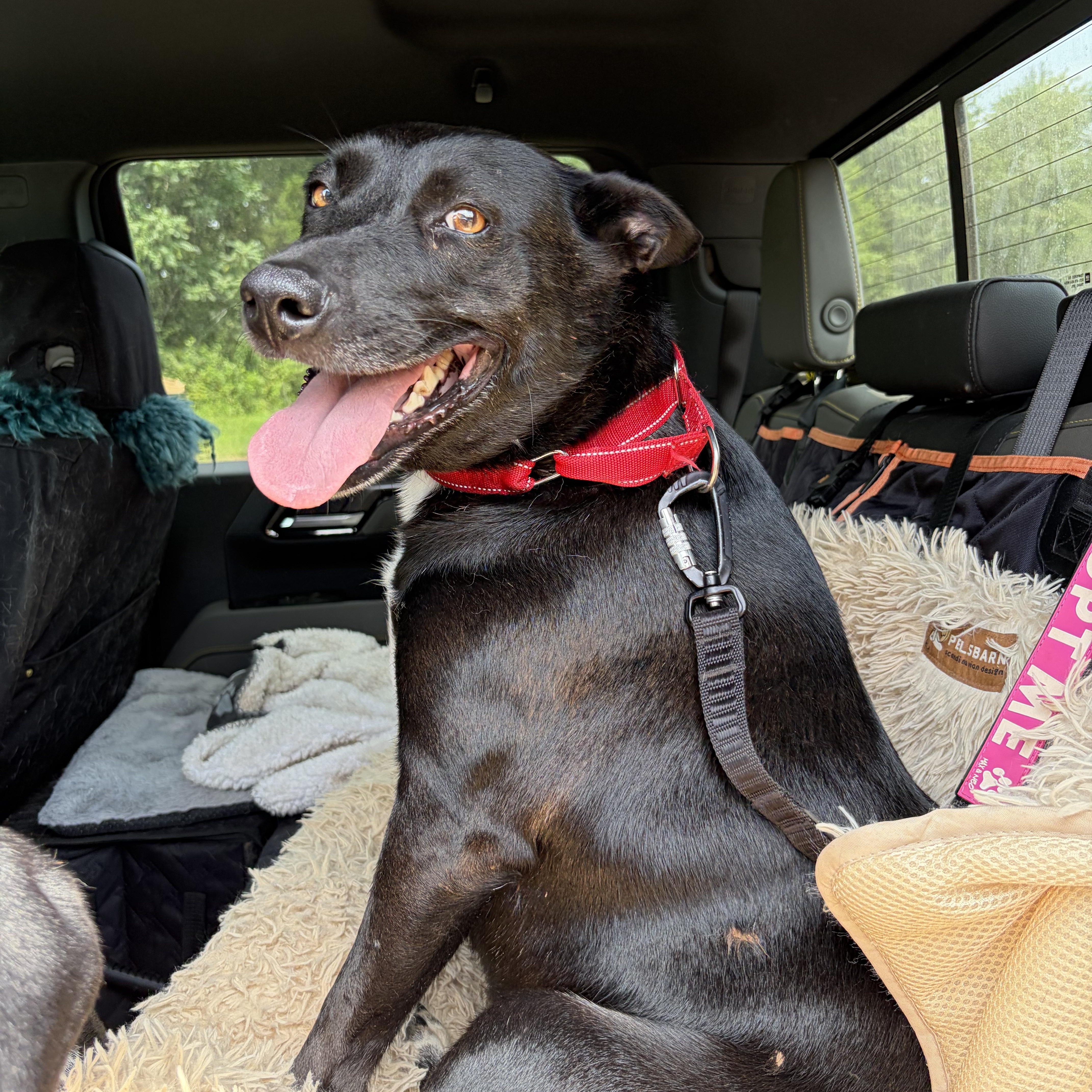 Zany, a ADOPTABLE mixed breed in Warrenton, VA image 5/6