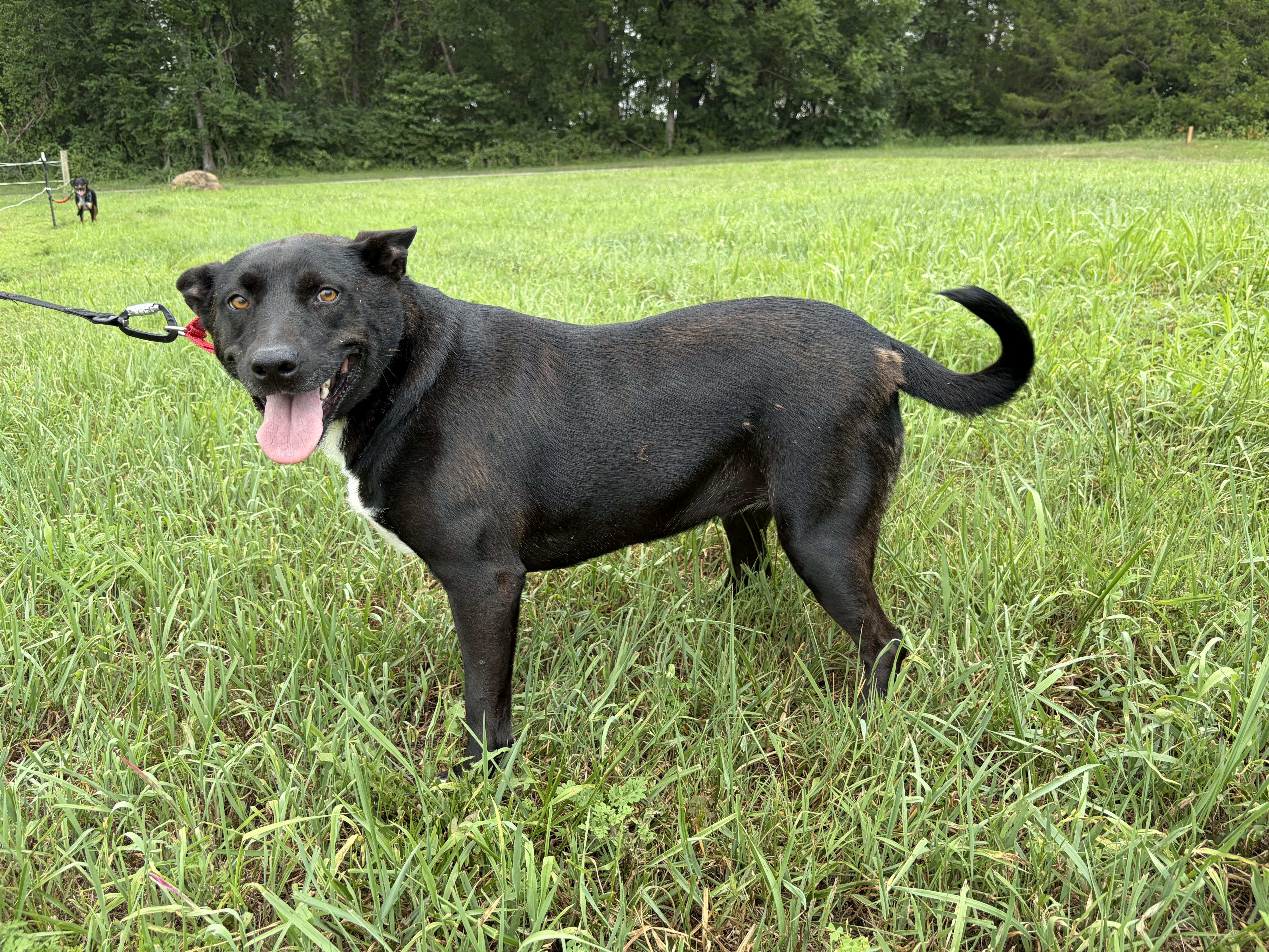 Zany, a ADOPTABLE mixed breed in Warrenton, VA image 2/6