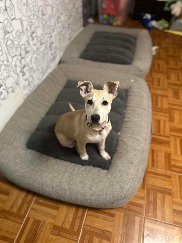 Enlarge Sally, a Adoptable mixed breed in Valley Stream, NY image 1/6