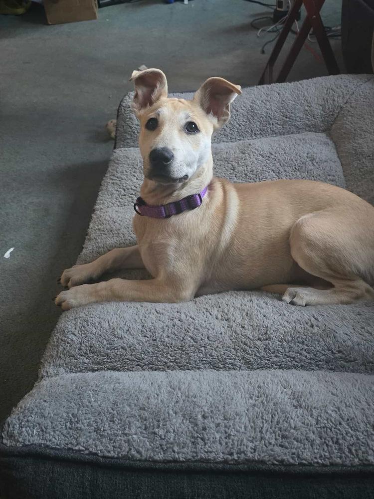 Enlarge Sally, a Adoptable mixed breed in Valley Stream, NY image 2/6