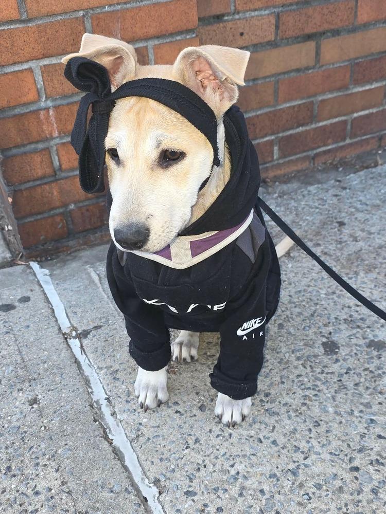 Enlarge Sally, a Adoptable mixed breed in Valley Stream, NY image 3/6