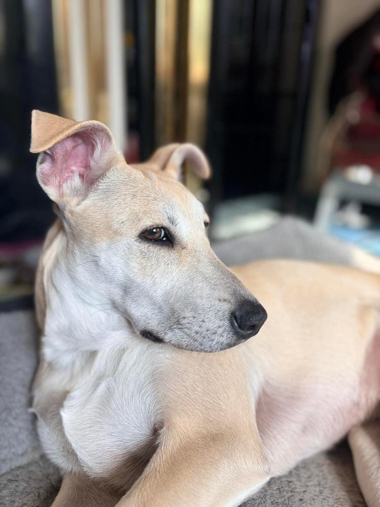 Enlarge Sally, a Adoptable mixed breed in Valley Stream, NY image 2/6