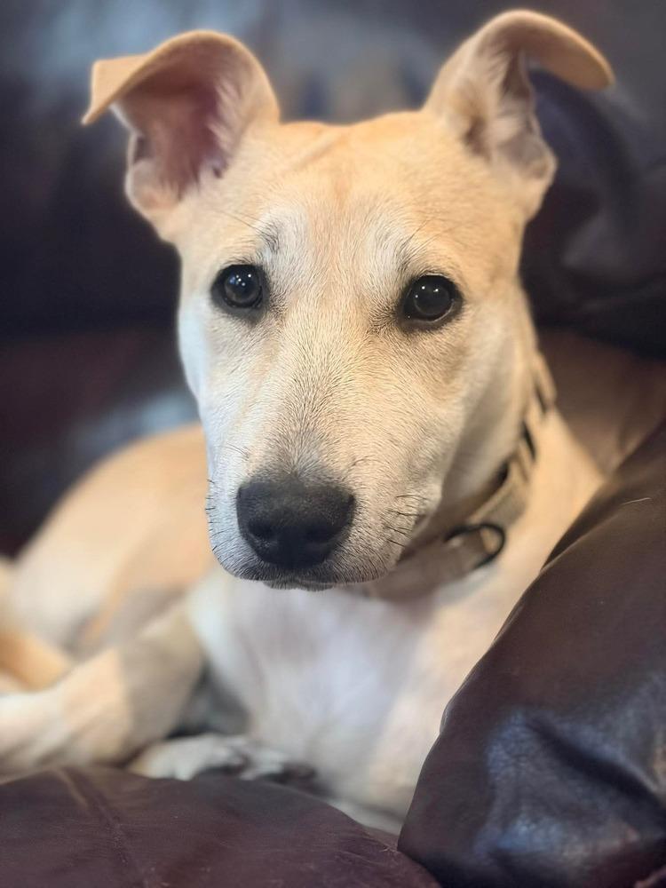 Enlarge Sally, a Adoptable mixed breed in Valley Stream, NY image 3/6