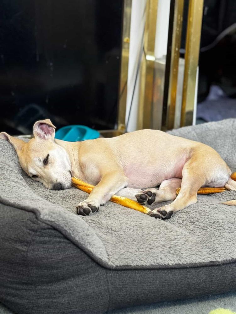 Enlarge Sally, a Adoptable mixed breed in Valley Stream, NY image 4/6