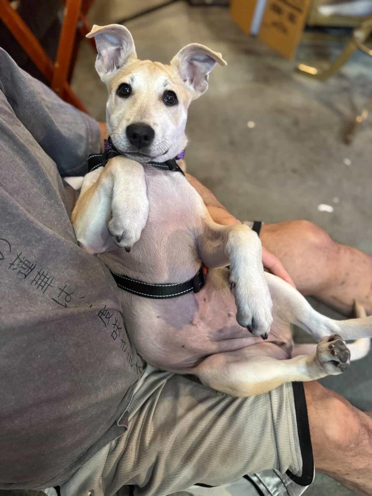 Enlarge Sally, a Adoptable mixed breed in Valley Stream, NY image 5/6