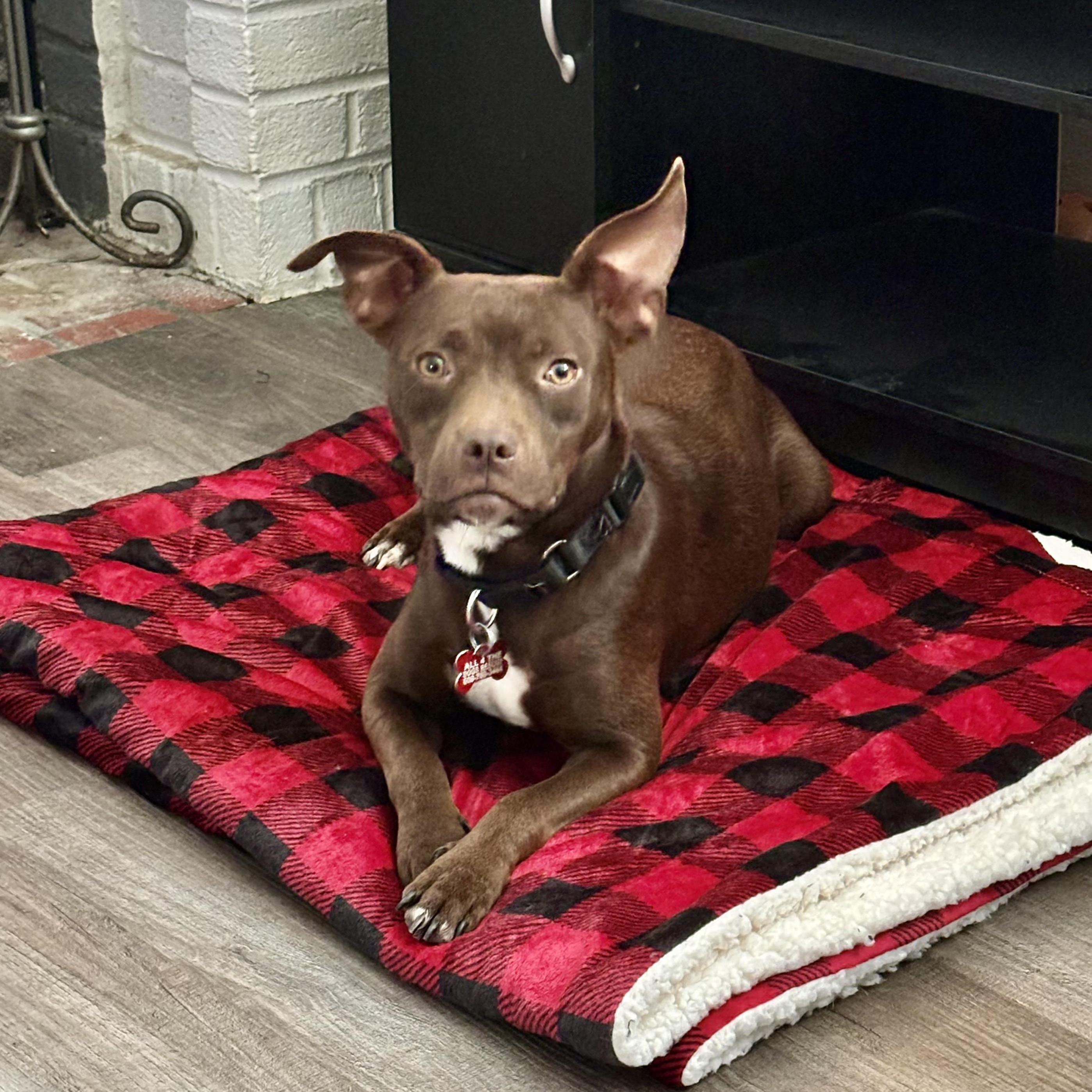 Enlarge Noel aka Peace , a Adoptable mixed breed in Hamilton , NJ image 1/1