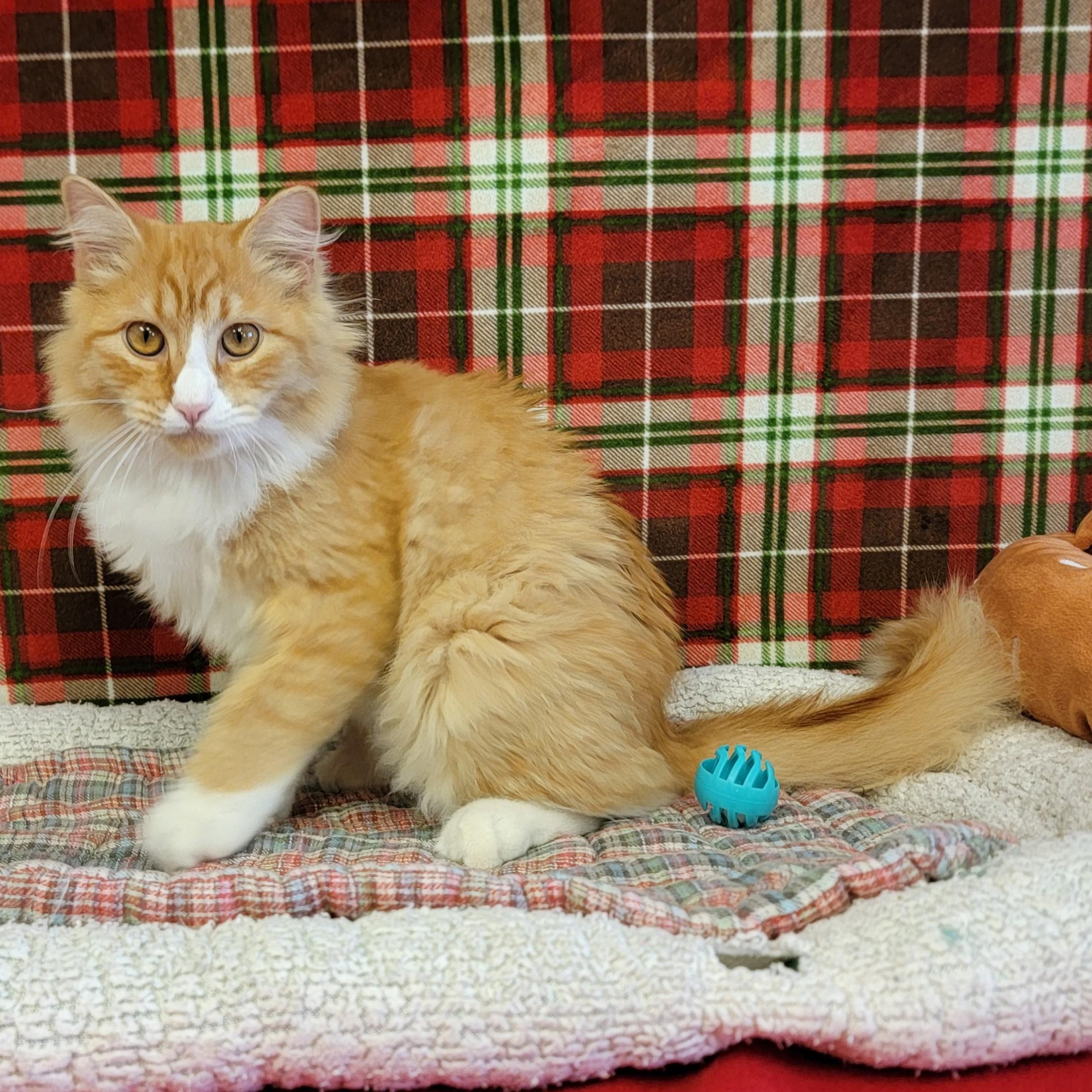 Whiskers, an adoptable Domestic Long Hair in ALPINE, TX, 79830 | Photo Image 2