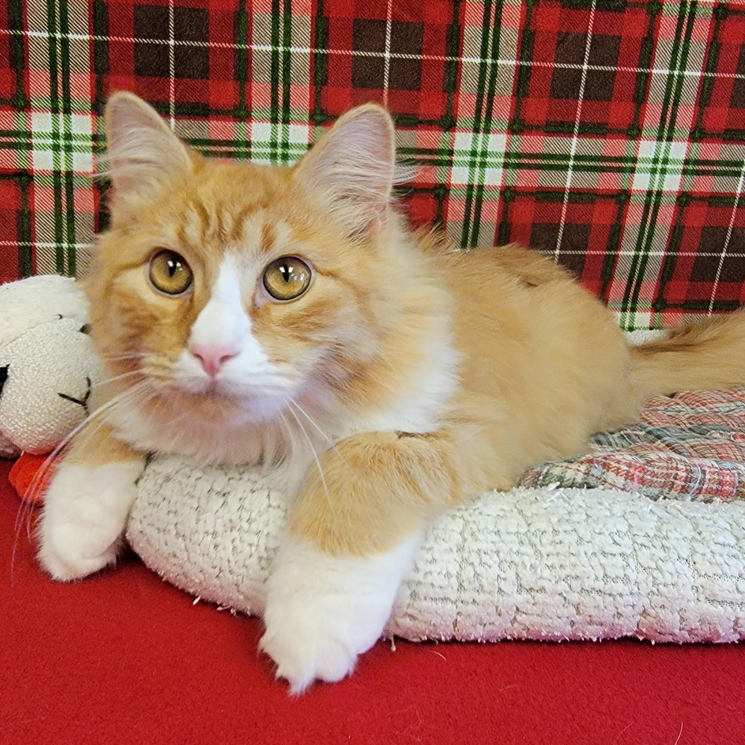 Whiskers, an adoptable Domestic Long Hair in ALPINE, TX, 79830 | Photo Image 1