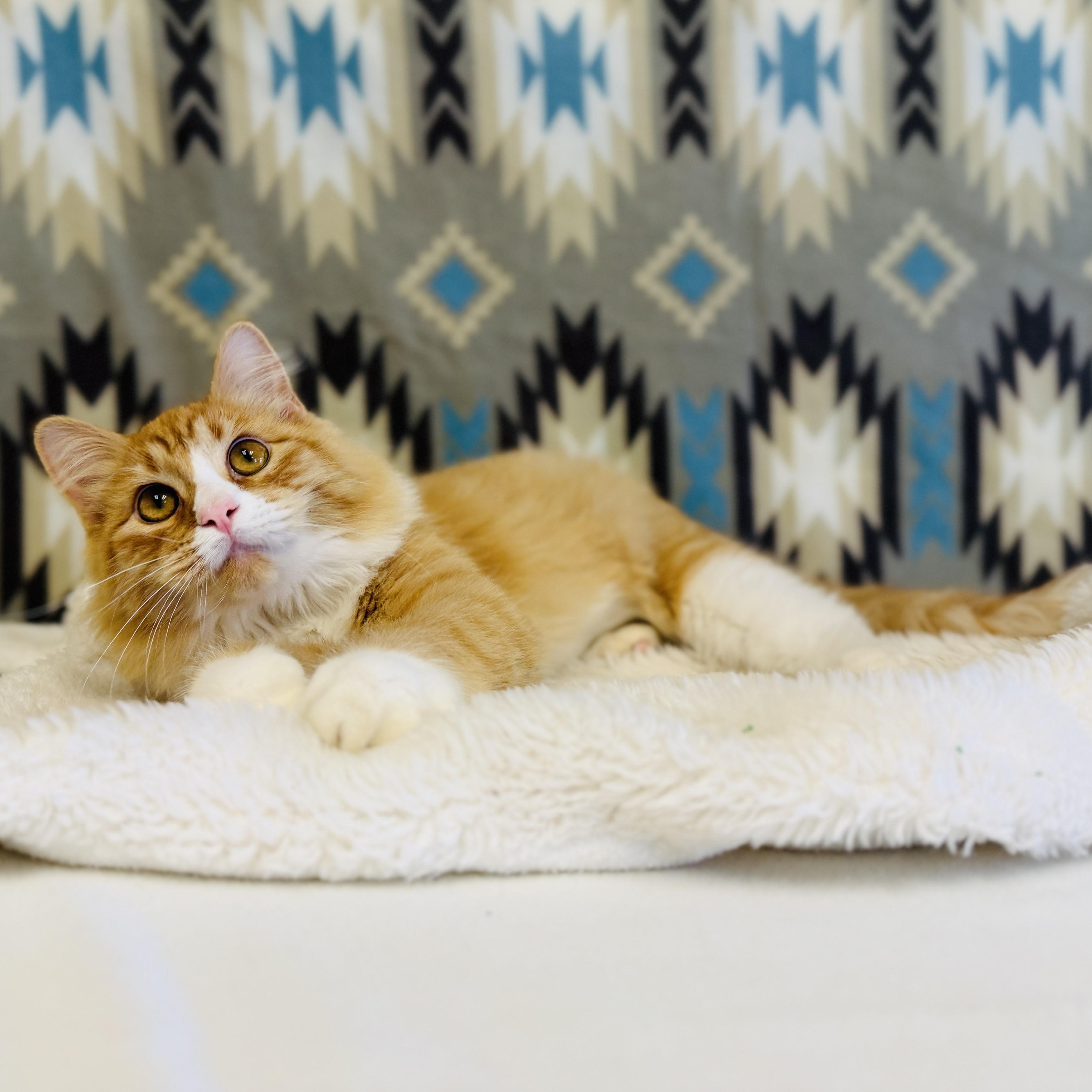 Whiskers, an adoptable Domestic Long Hair in ALPINE, TX, 79830 | Photo Image 6