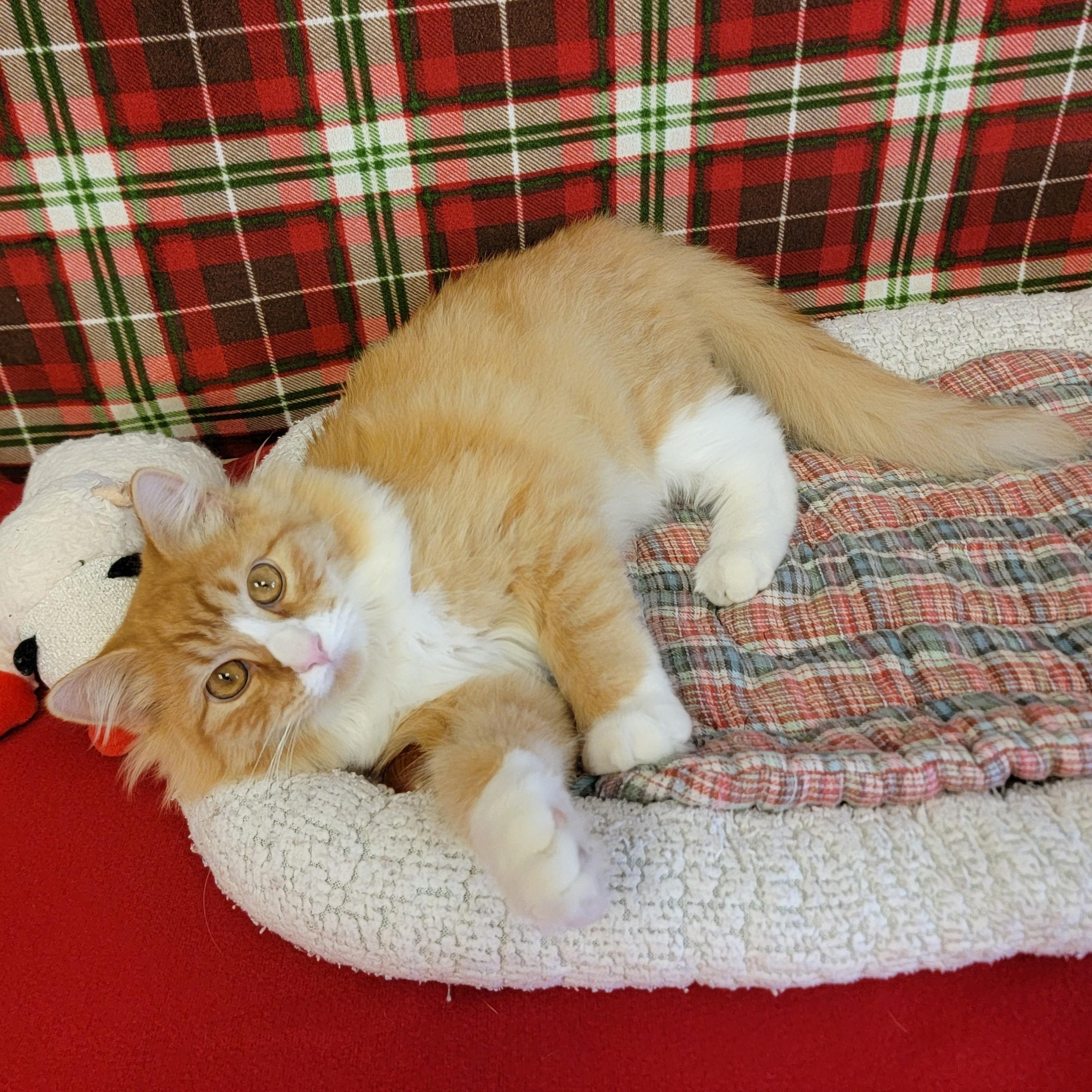 Whiskers, an adoptable Domestic Long Hair in ALPINE, TX, 79830 | Photo Image 3