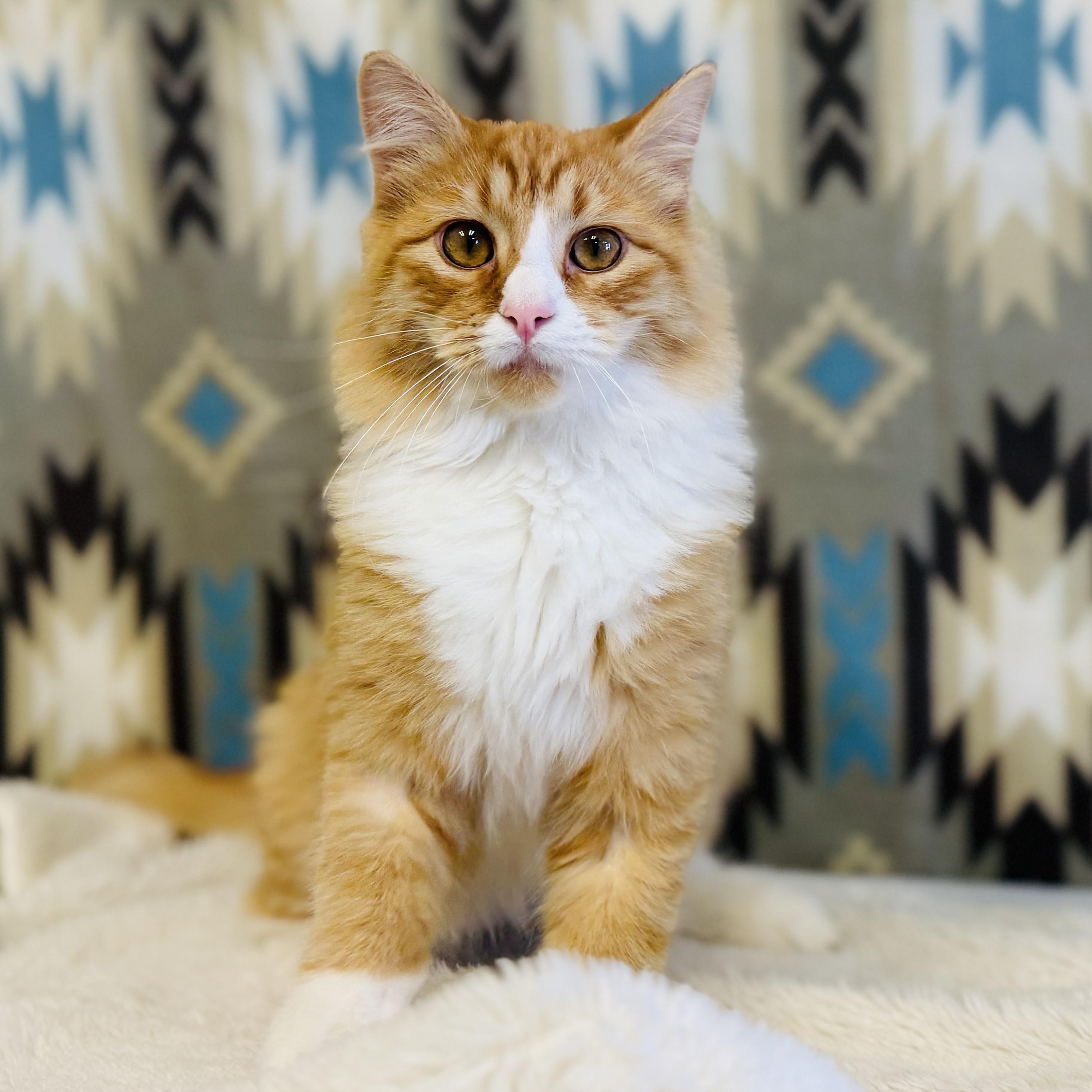 Whiskers, an adoptable Domestic Long Hair in ALPINE, TX, 79830 | Photo Image 5
