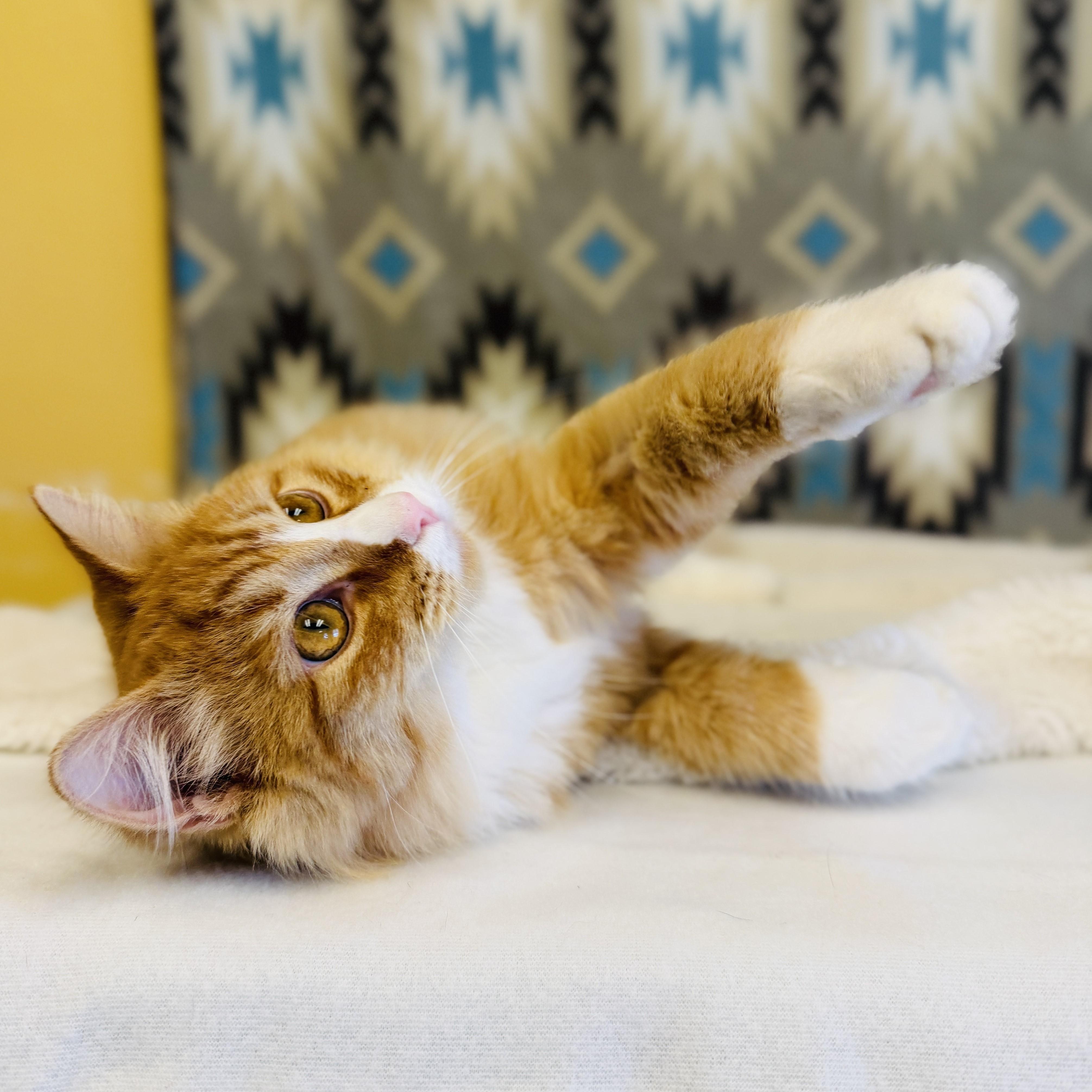 Whiskers, an adoptable Domestic Long Hair in ALPINE, TX, 79830 | Photo Image 4