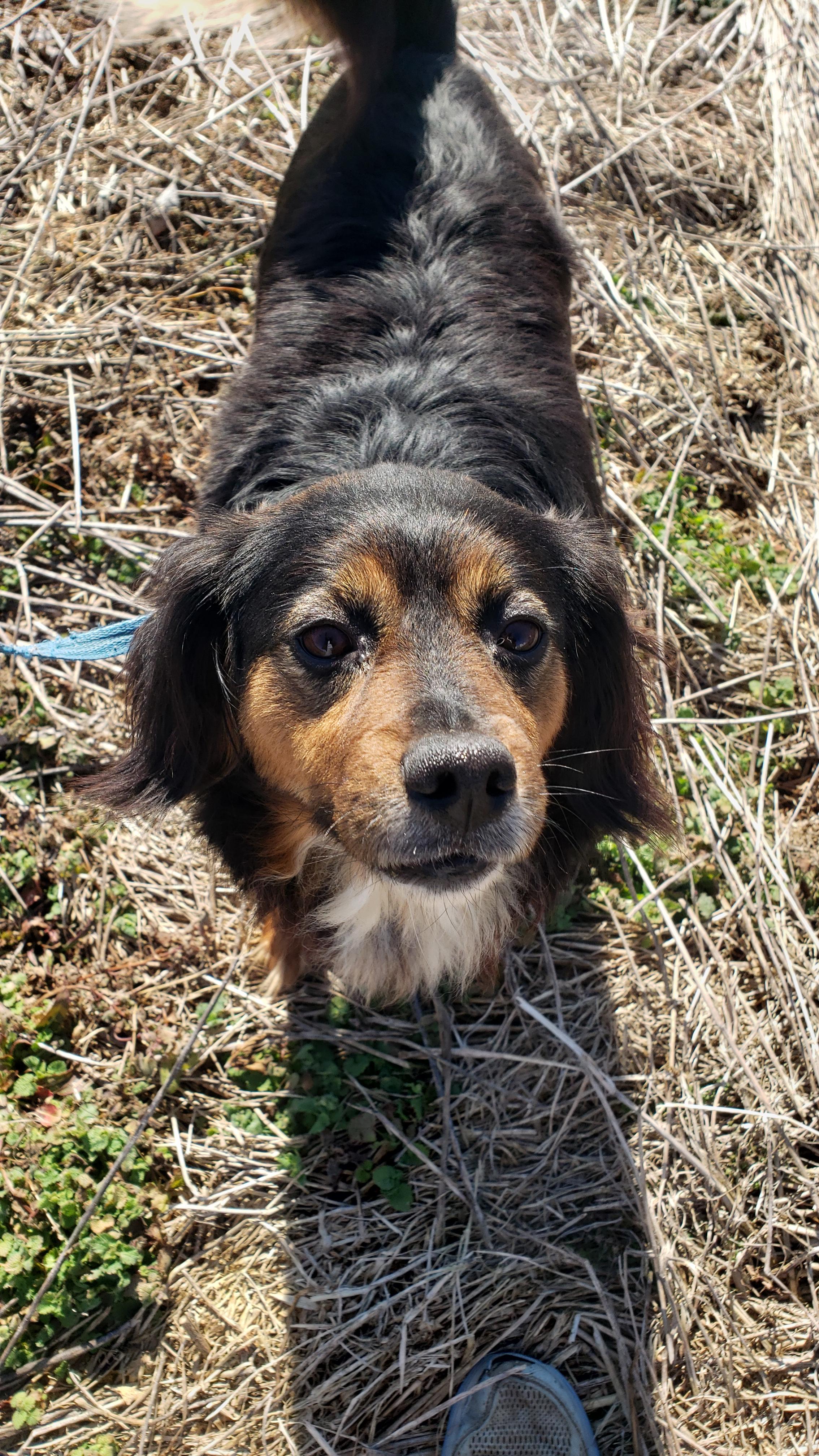 Enlarge Lady, an adopted mixed breed in Hillsboro, MO image 1/1