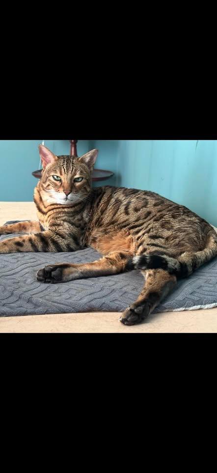 Enlarge O’Malley - IN , a ADOPTABLE Bengal in Louisville, KY image 3/3