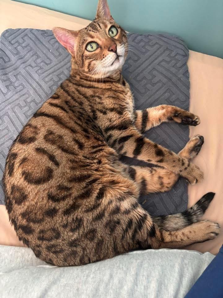 Enlarge O’Malley - IN , a ADOPTABLE Bengal in Louisville, KY image 1/3