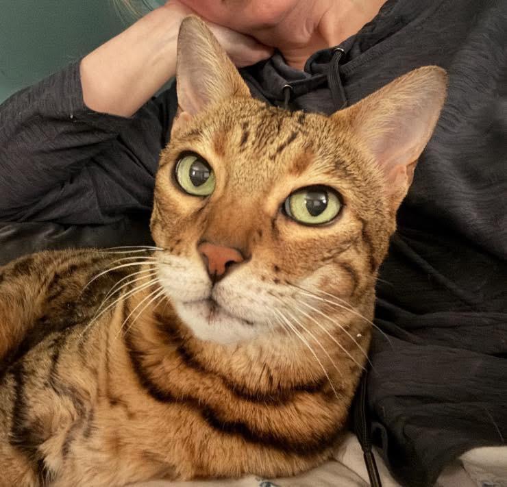 Enlarge O’Malley - IN , a ADOPTABLE Bengal in Louisville, KY image 2/3