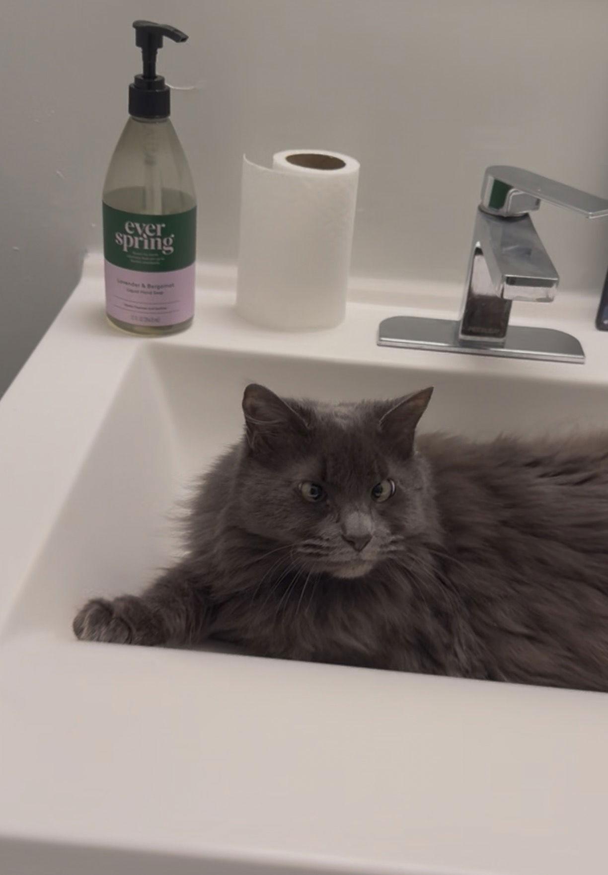 Stevie, Adoptable, Adult Female Domestic Long Hair.