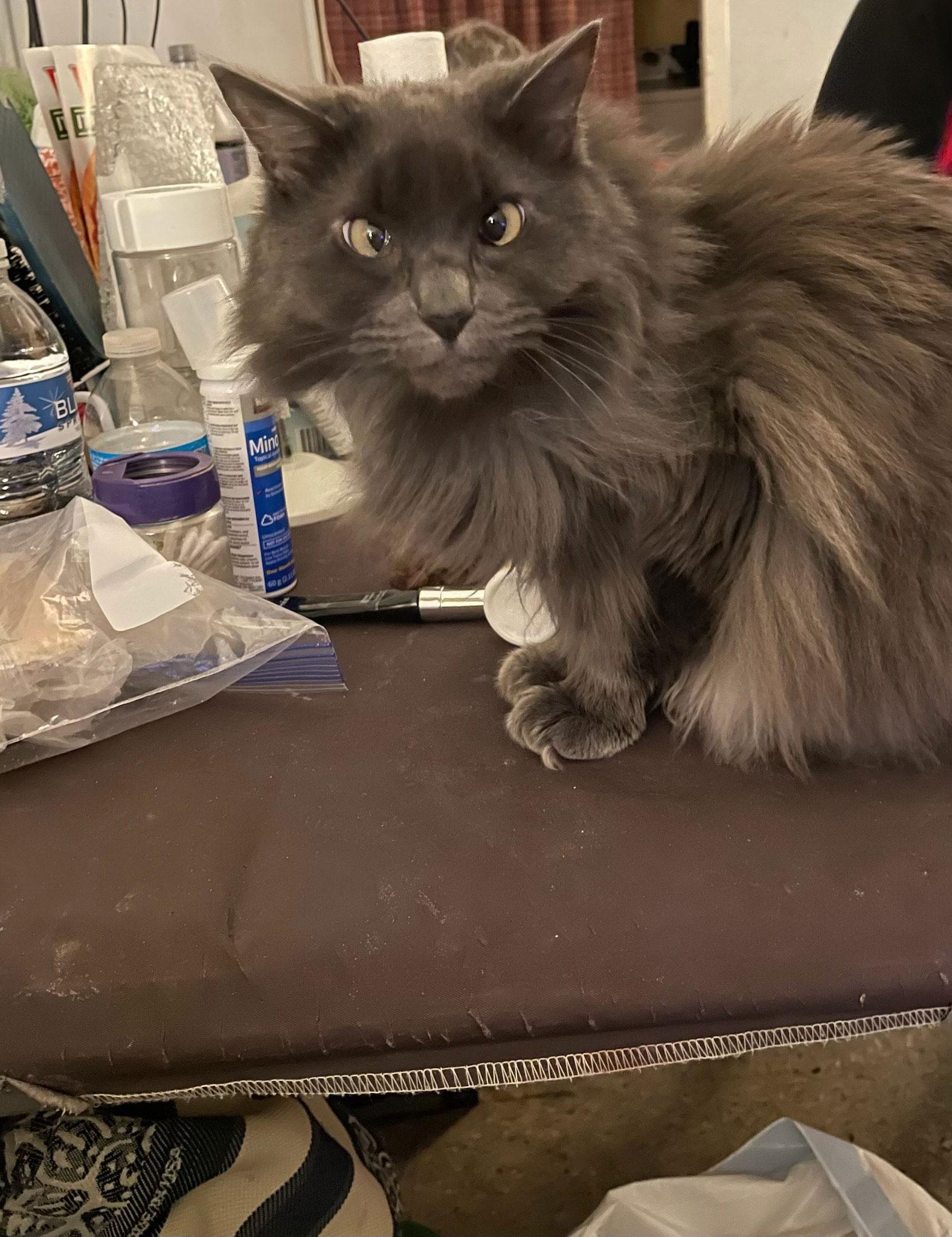 Stevie, Adoptable, Adult Female Domestic Long Hair.