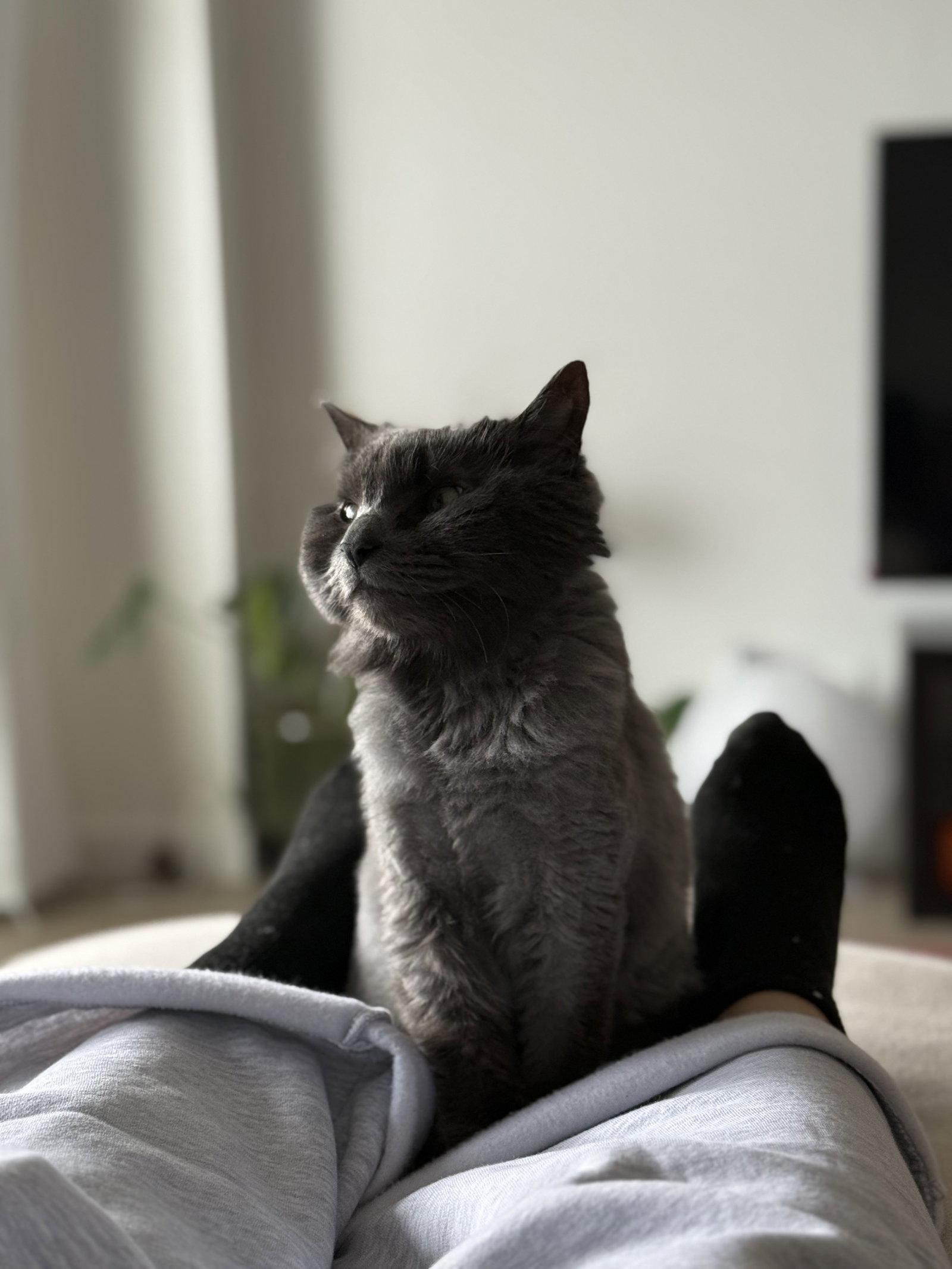 Enlarge Stevie, a Adoptable Domestic Long Hair in Somerville, MA image 2/3