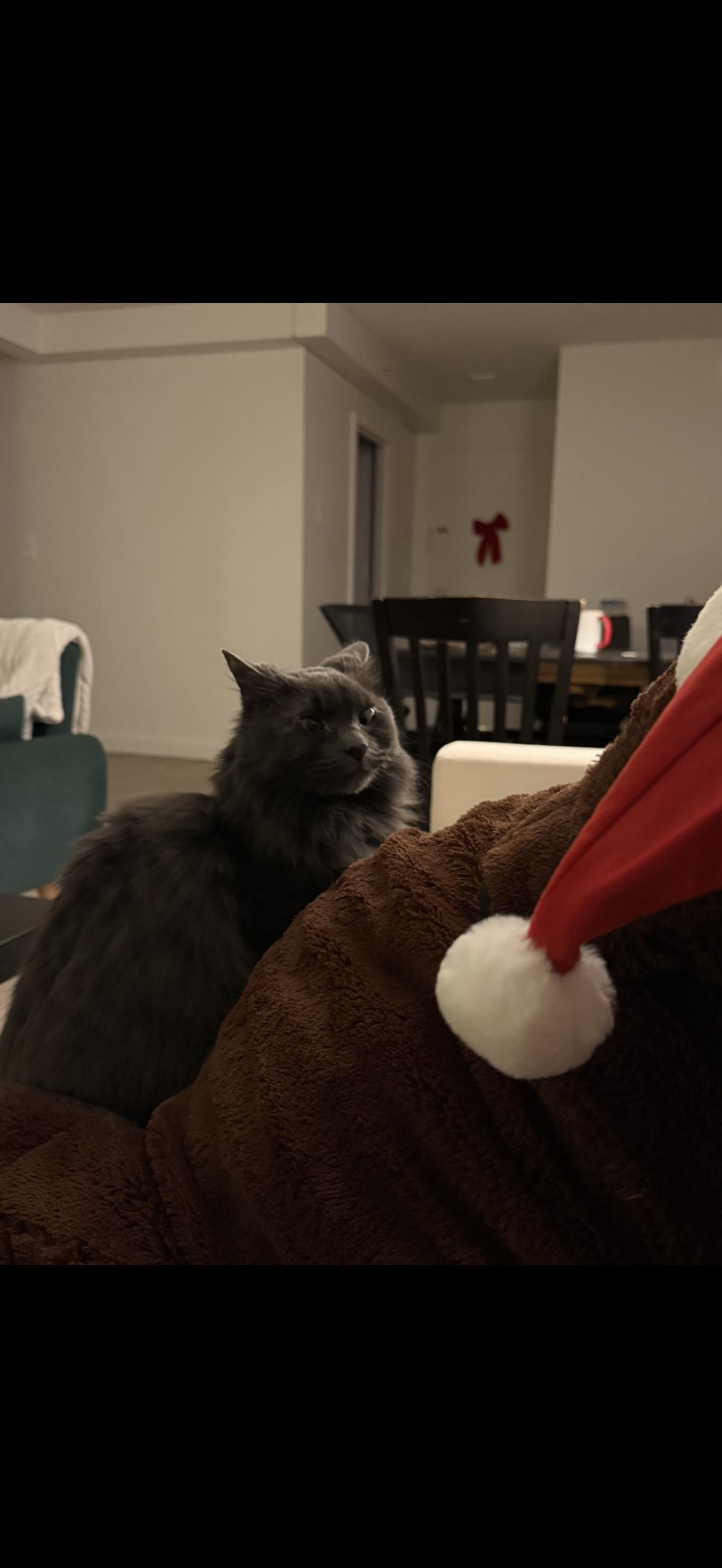 Stevie, a Adoptable Domestic Long Hair in Somerville, MA image 3/3