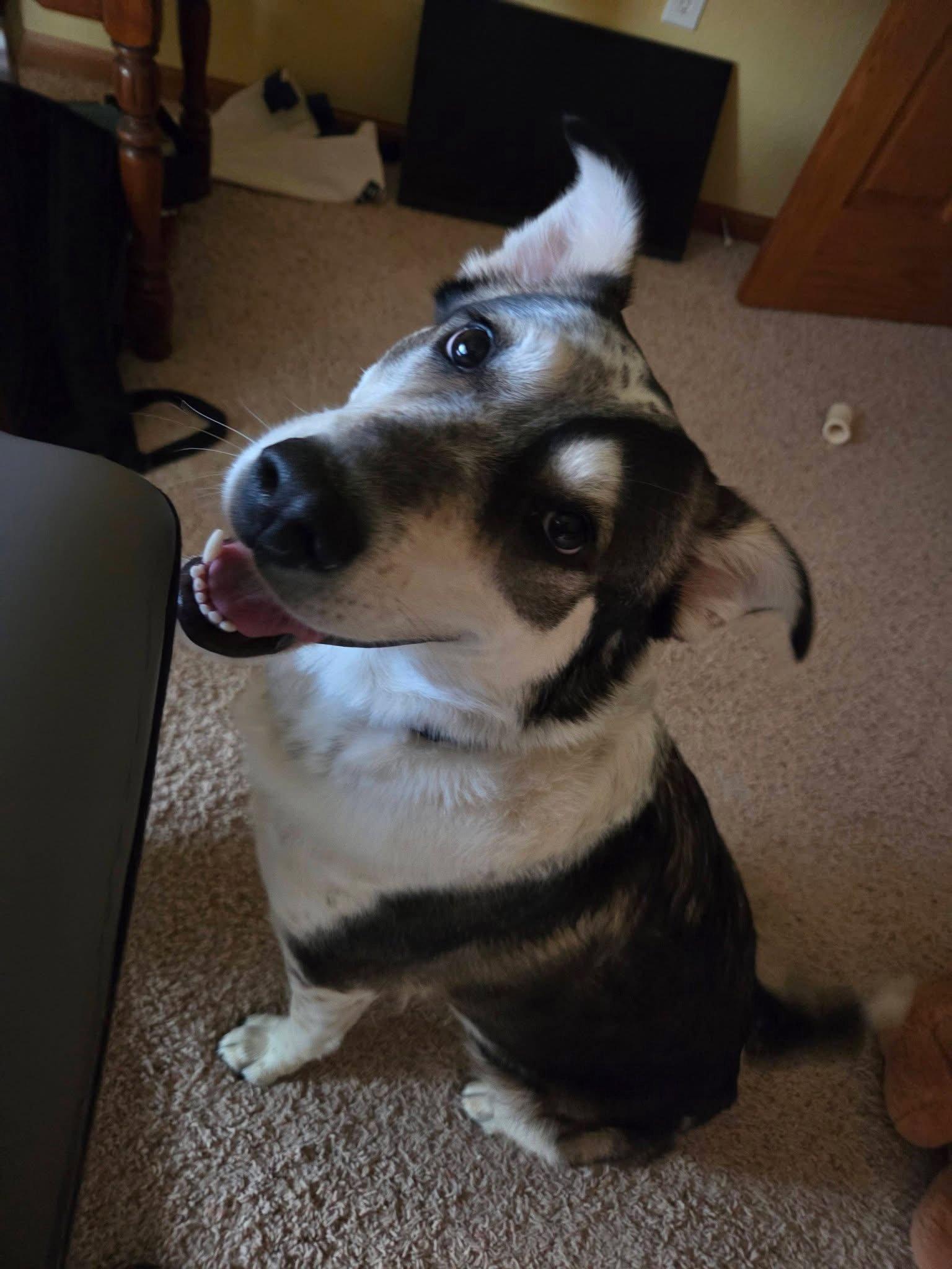 Enlarge Honeybee, a Adoptable mixed breed in New London, WI image 1/3