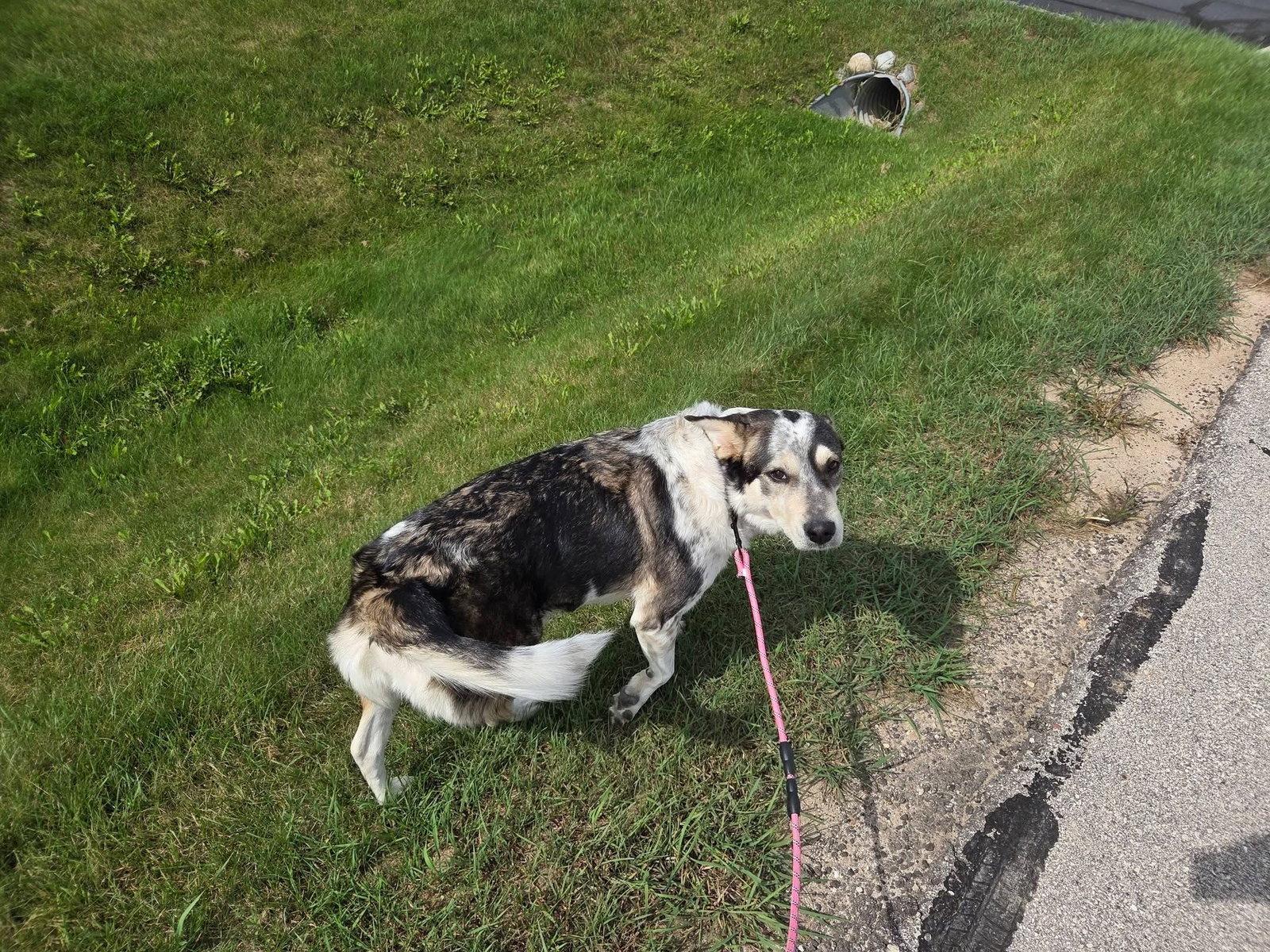 Enlarge Honeybee, a Adoptable mixed breed in New London, WI image 2/3