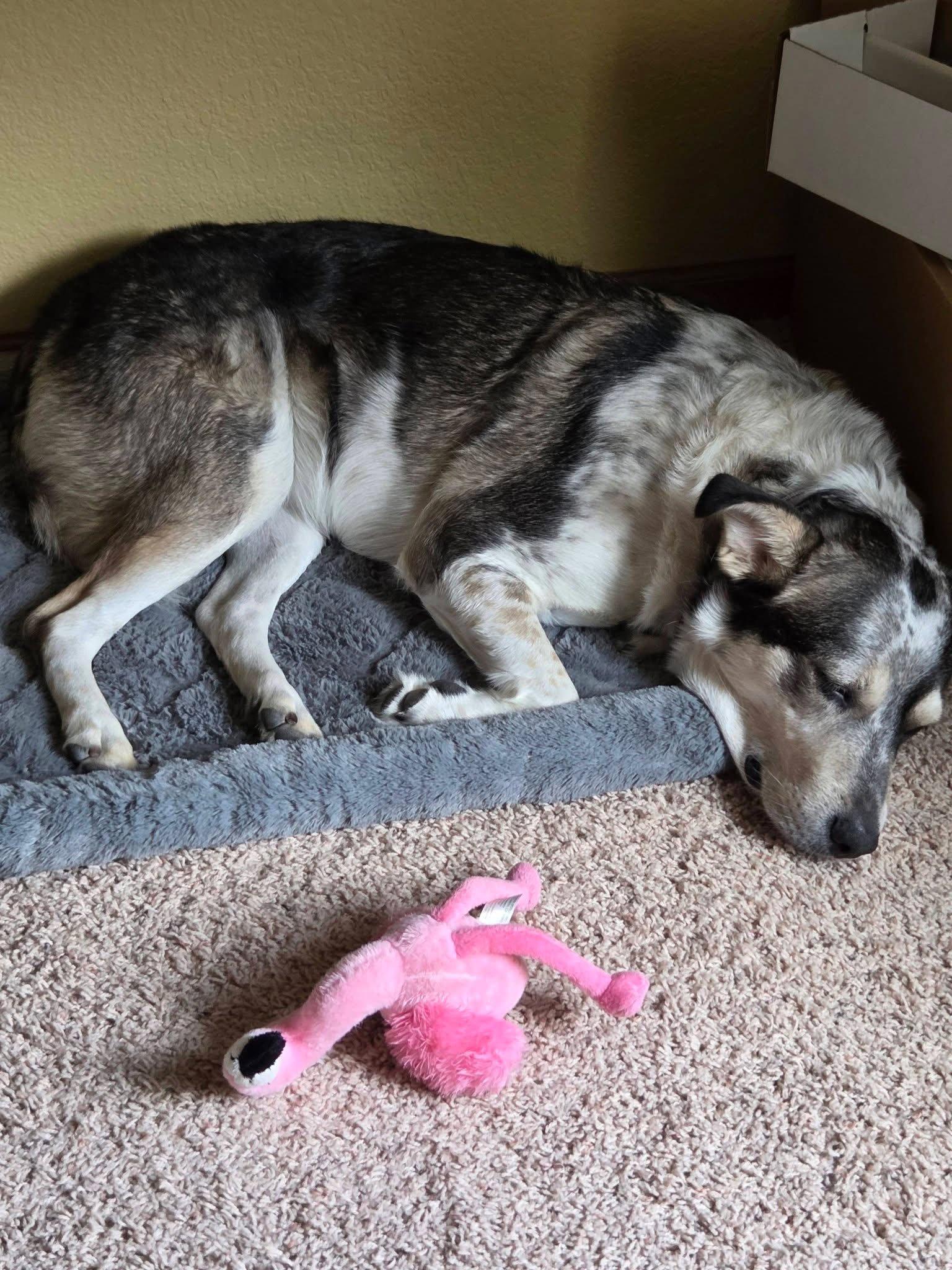 Enlarge Honeybee, a Adoptable mixed breed in New London, WI image 3/3