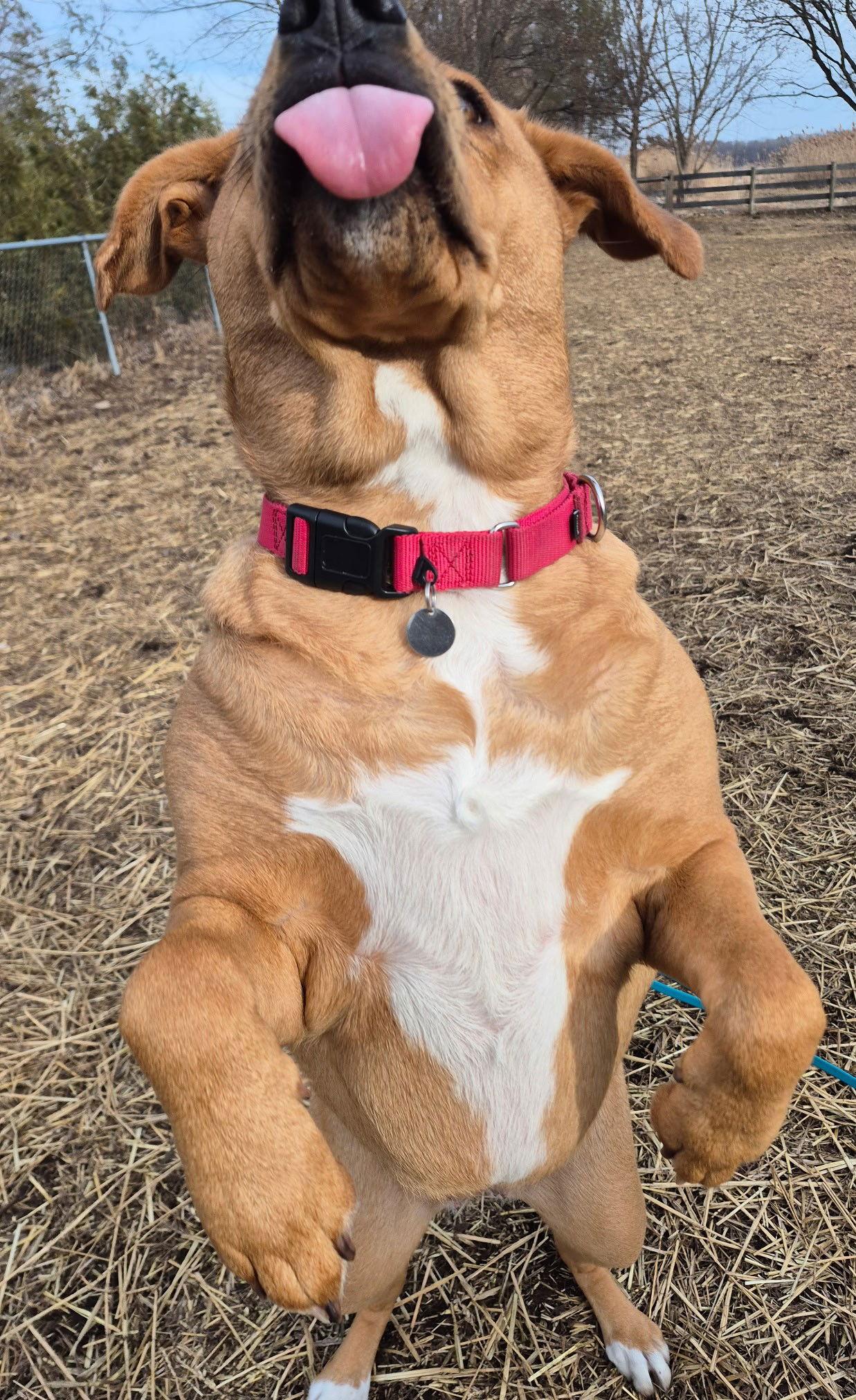 Sasha, a Adoptable mixed breed in Island Lake, IL image 2/3