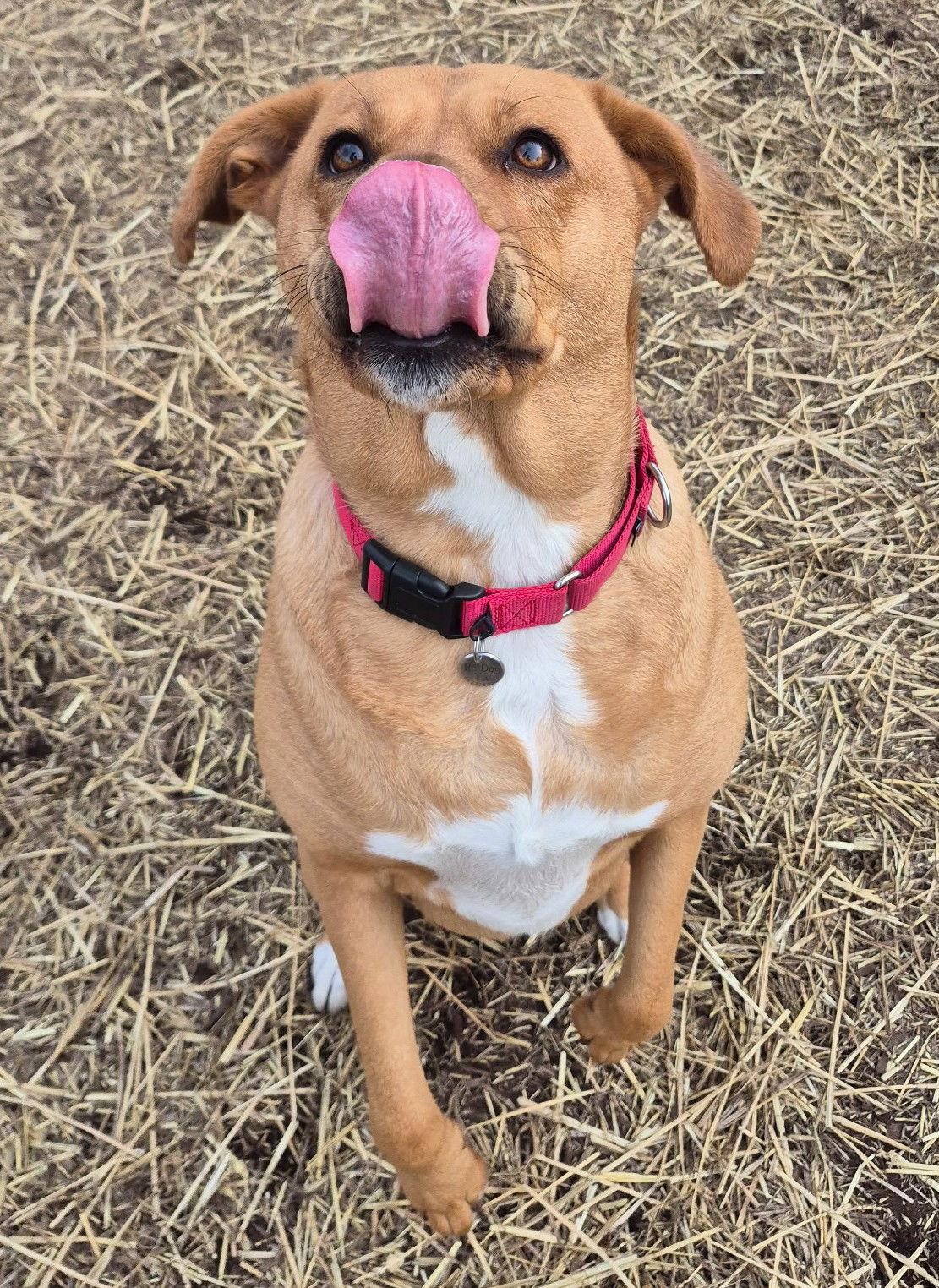 Sasha, a Adoptable mixed breed in Island Lake, IL image 3/3