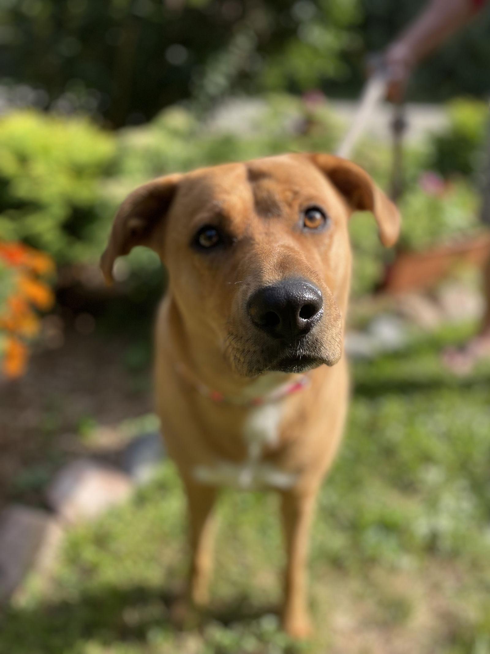 Sasha, a Adoptable mixed breed in Island Lake, IL image 1/3