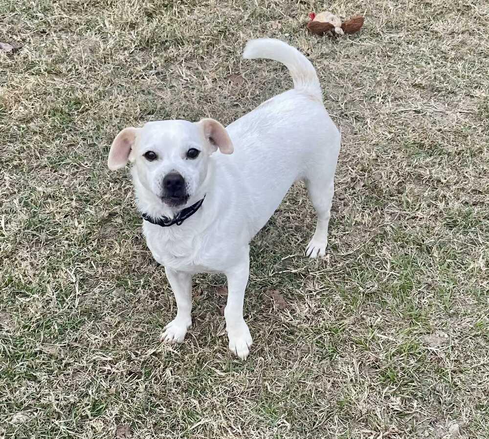 Enlarge Dennis, a Adoptable mixed breed in Bonifay, FL image 1/2