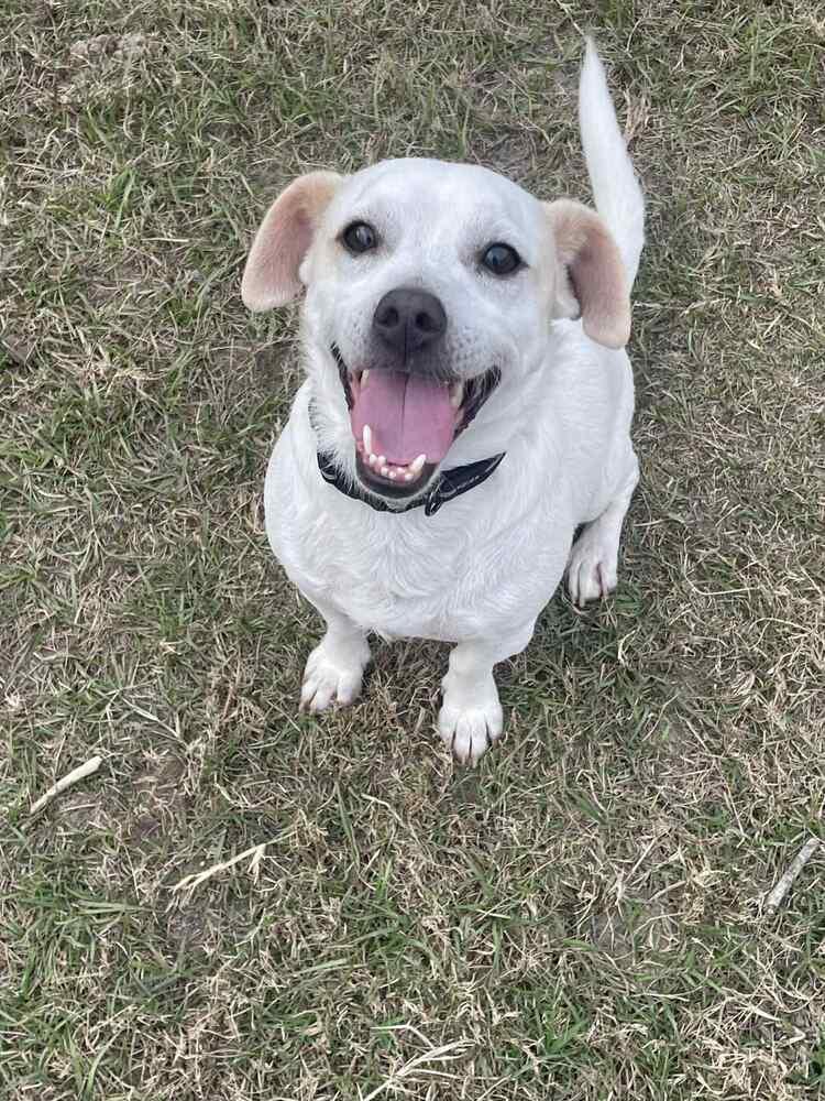 Enlarge Dennis, a Adoptable mixed breed in Bonifay, FL image 2/2