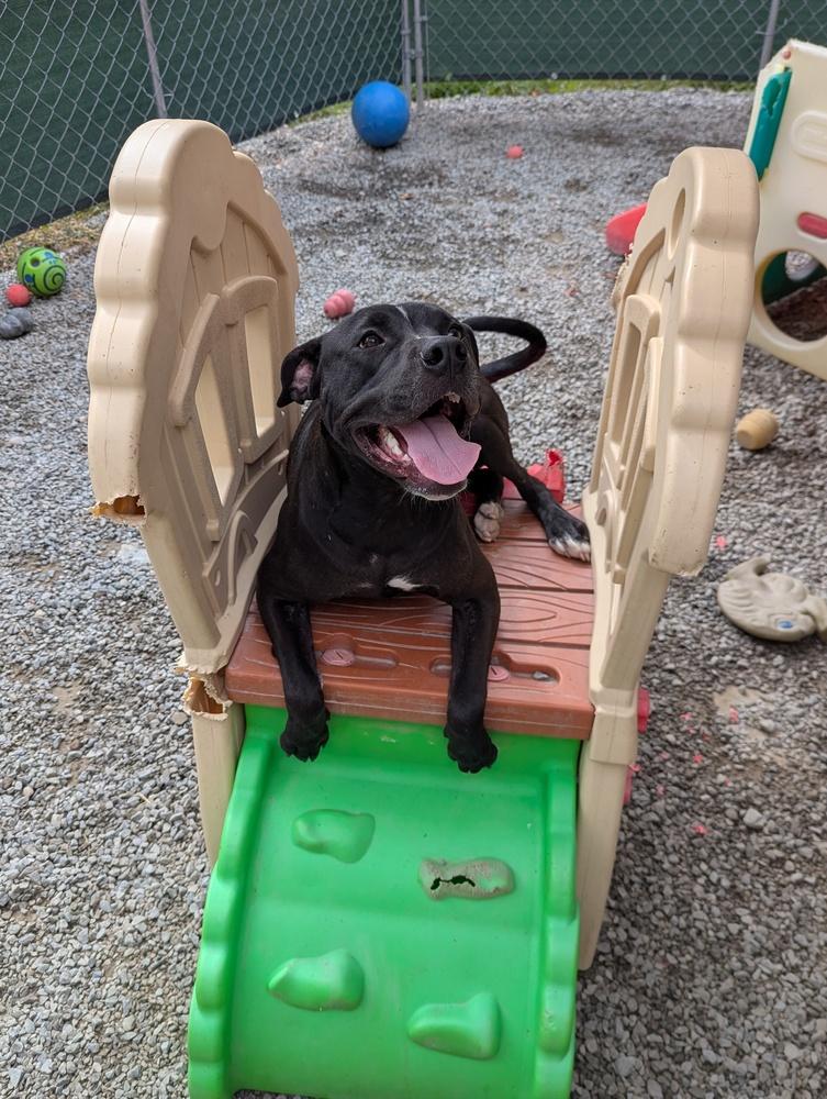 BLIZZARD, Adoptable, Young Male American Bully.