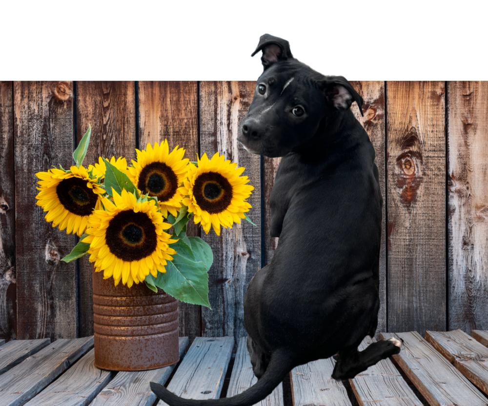 Enlarge BLIZZARD, a Adoptable mixed breed in Thompson, PA image 2/6