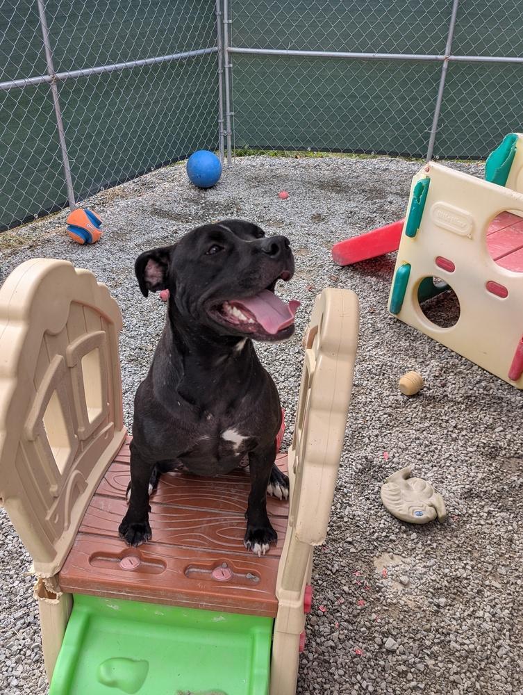 Enlarge BLIZZARD, a Adoptable mixed breed in Thompson, PA image 3/6