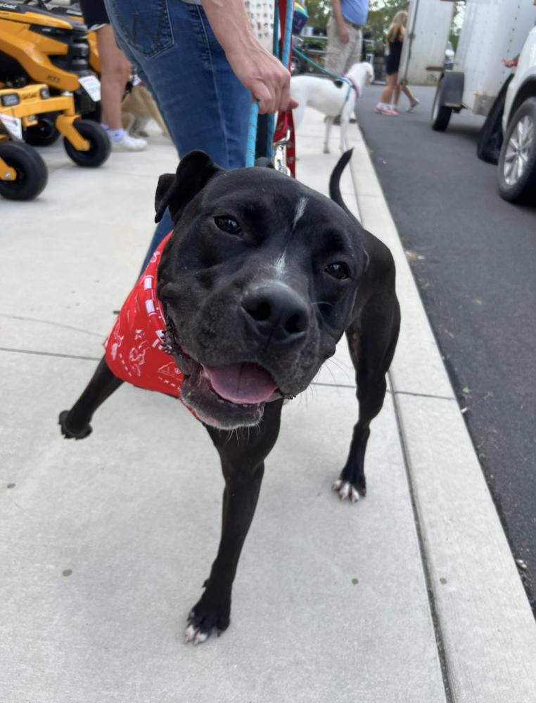 Enlarge BLIZZARD, a Adoptable mixed breed in Thompson, PA image 4/6