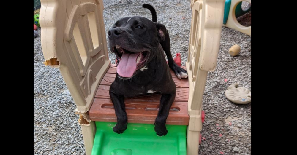 Enlarge BLIZZARD, a Adoptable mixed breed in Thompson, PA image 5/6