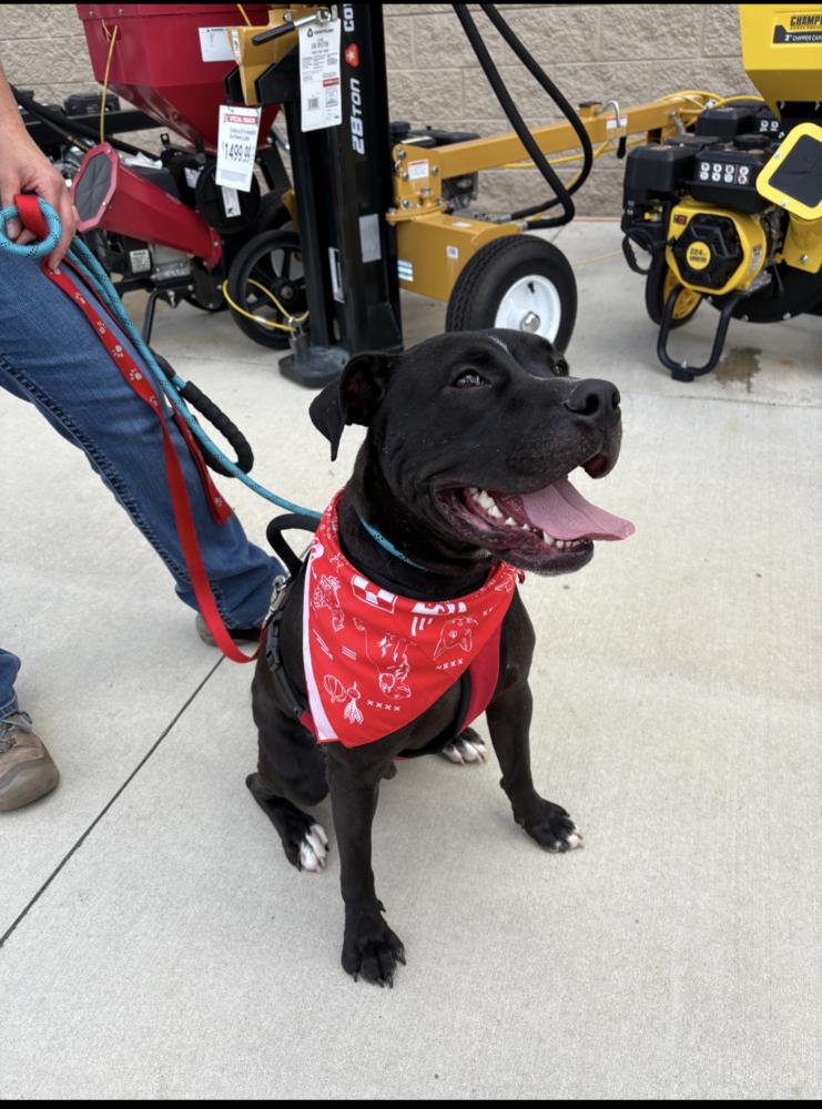 Enlarge BLIZZARD, a Adoptable mixed breed in Thompson, PA image 6/6