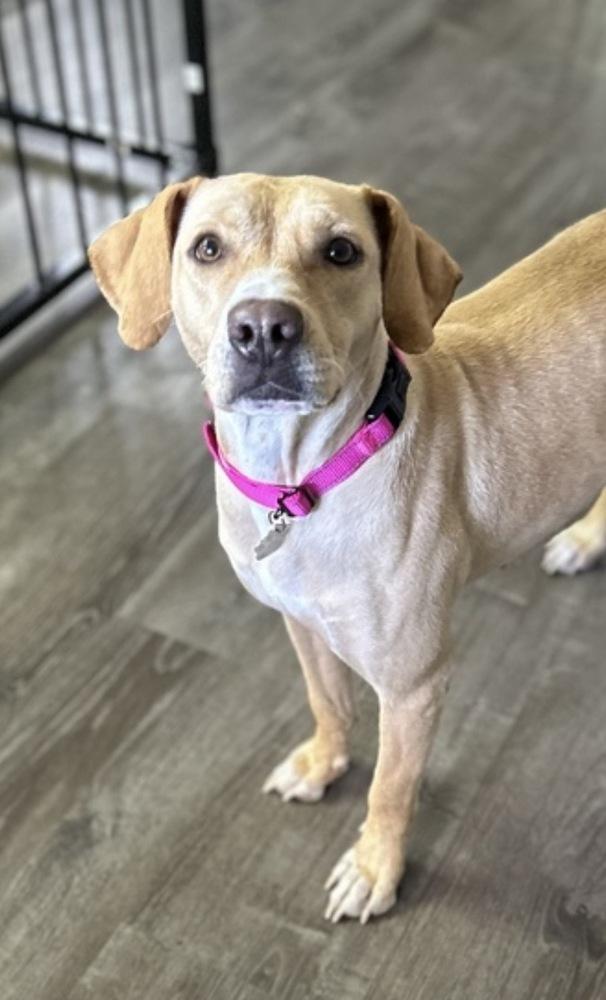 Maggie, Adoptable, Young Female Labrador Retriever & Catahoula Leopard Dog.