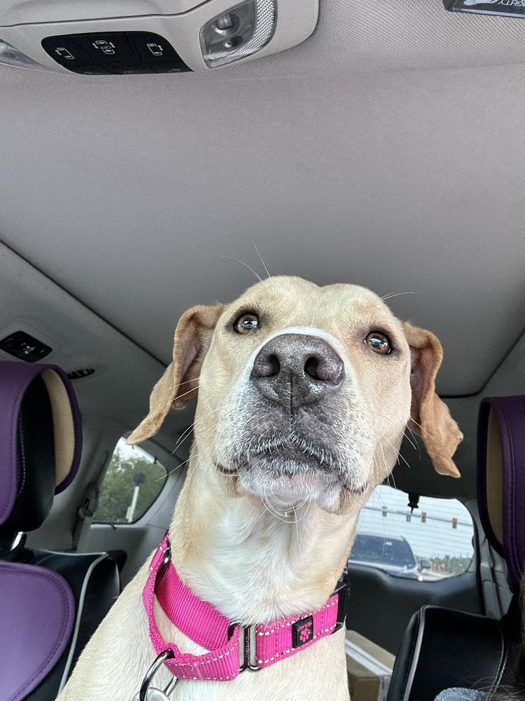 Enlarge Maggie, a Adoptable mixed breed in West Palm Beach, FL image 1/6