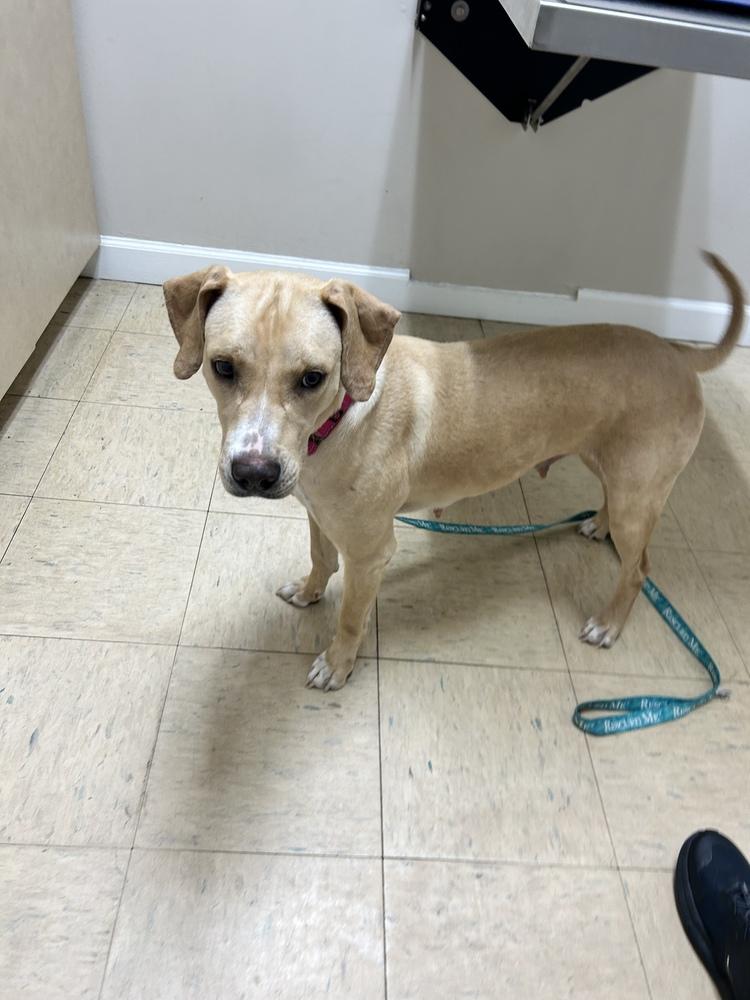 Enlarge Maggie, a Adoptable mixed breed in West Palm Beach, FL image 2/6