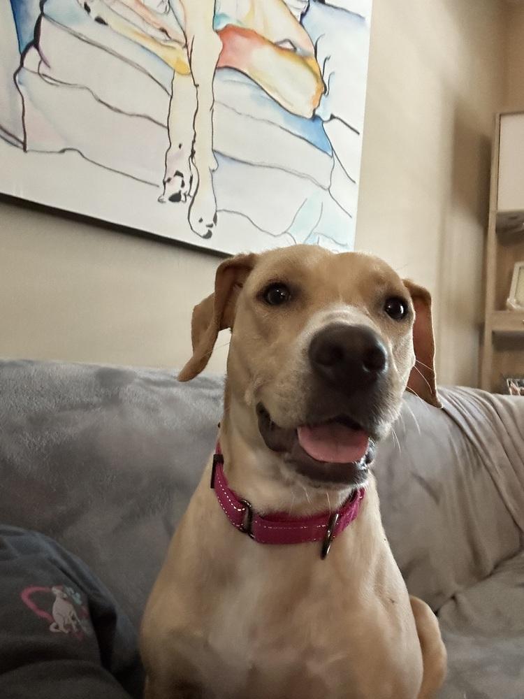 Enlarge Maggie, a Adoptable mixed breed in West Palm Beach, FL image 3/6
