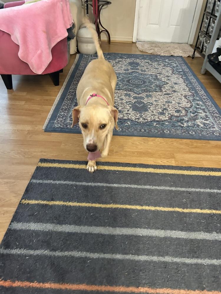 Enlarge Maggie, a Adoptable mixed breed in West Palm Beach, FL image 5/6