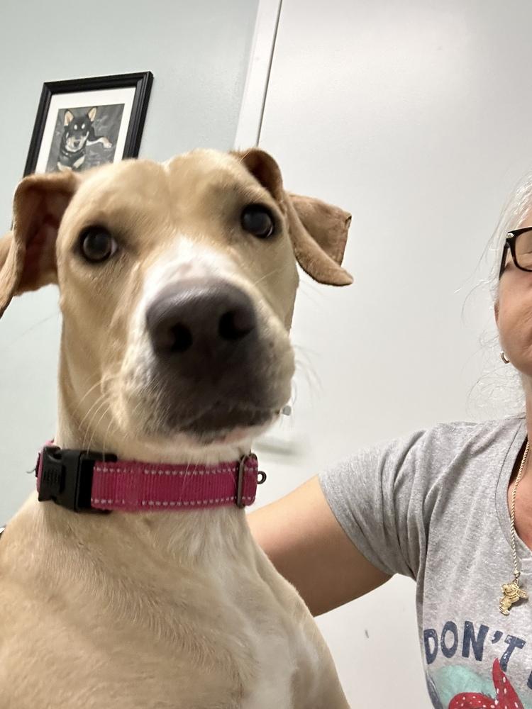 Enlarge Maggie, a Adoptable mixed breed in West Palm Beach, FL image 6/6